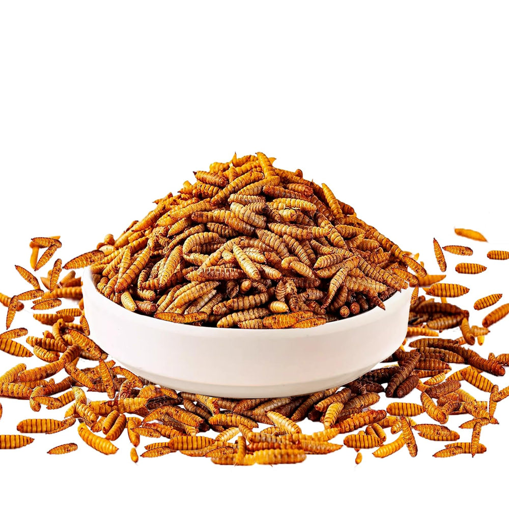 MTART black soldier fly larvae feeding image shows protein-rich poultry supplement.