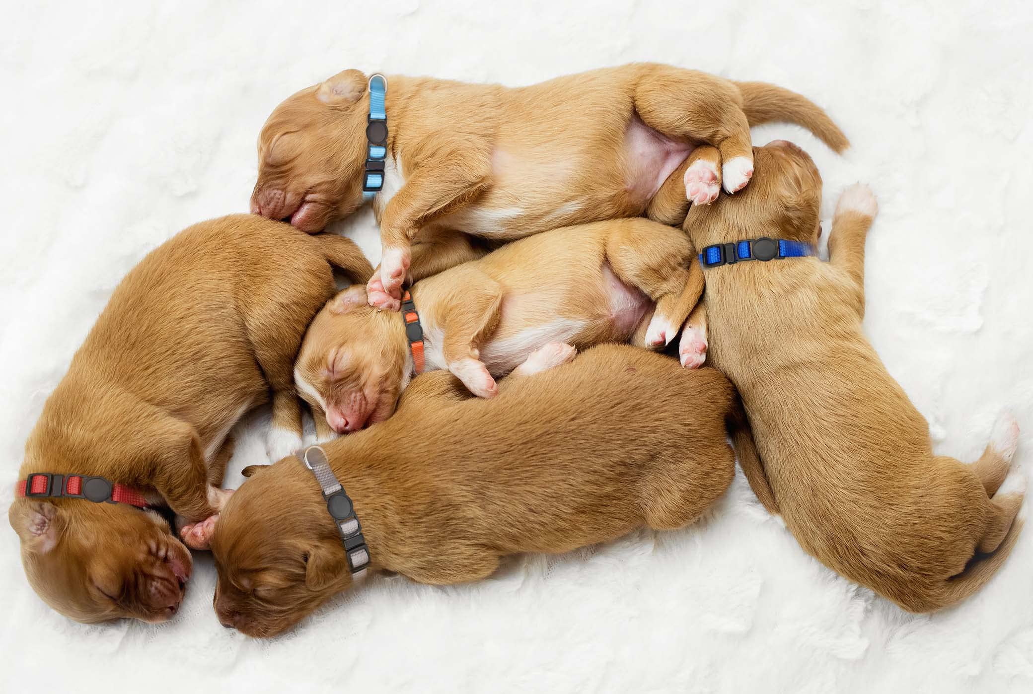 Mtliepte durable nylon collar resists daily wear during play and wear.