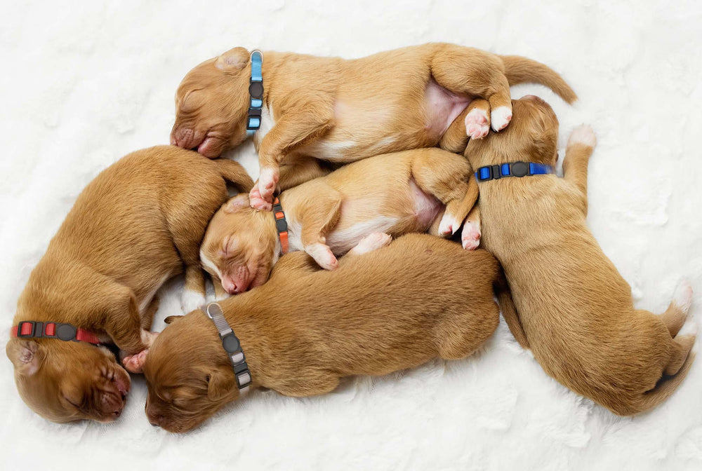 Mtliepte durable nylon collar resists daily wear during play and wear.