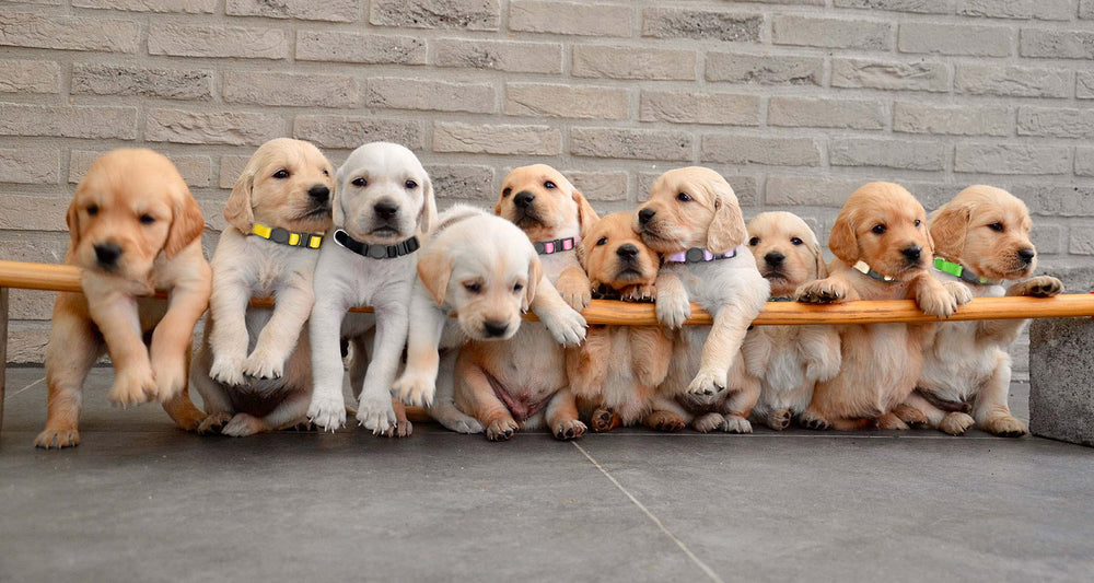 Mtliepte puppy collars in use help identify each puppy in a litter.