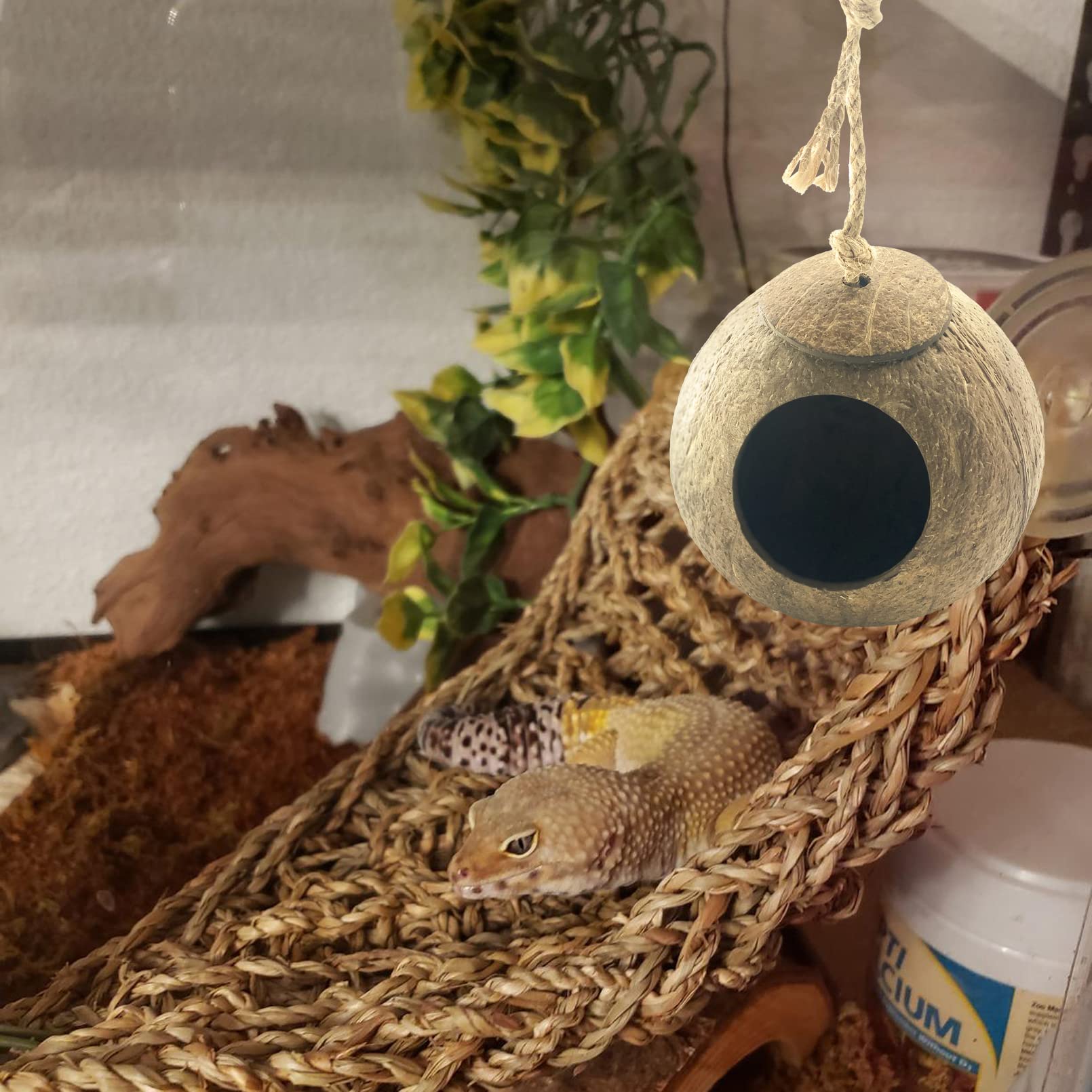 MUYG Crested Gecko Coconut Hut – opening provides easy access for feeding and exploration