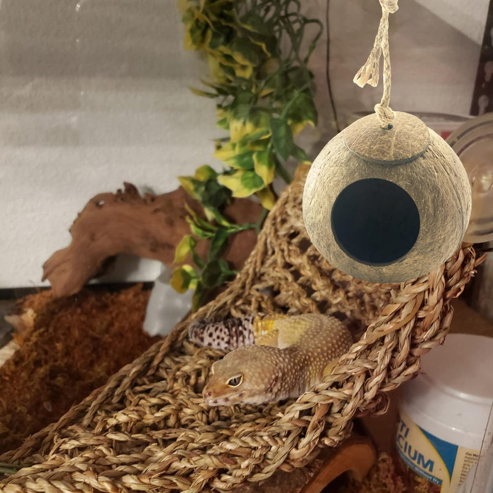 MUYG Crested Gecko Coconut Hut – opening provides easy access for feeding and exploration