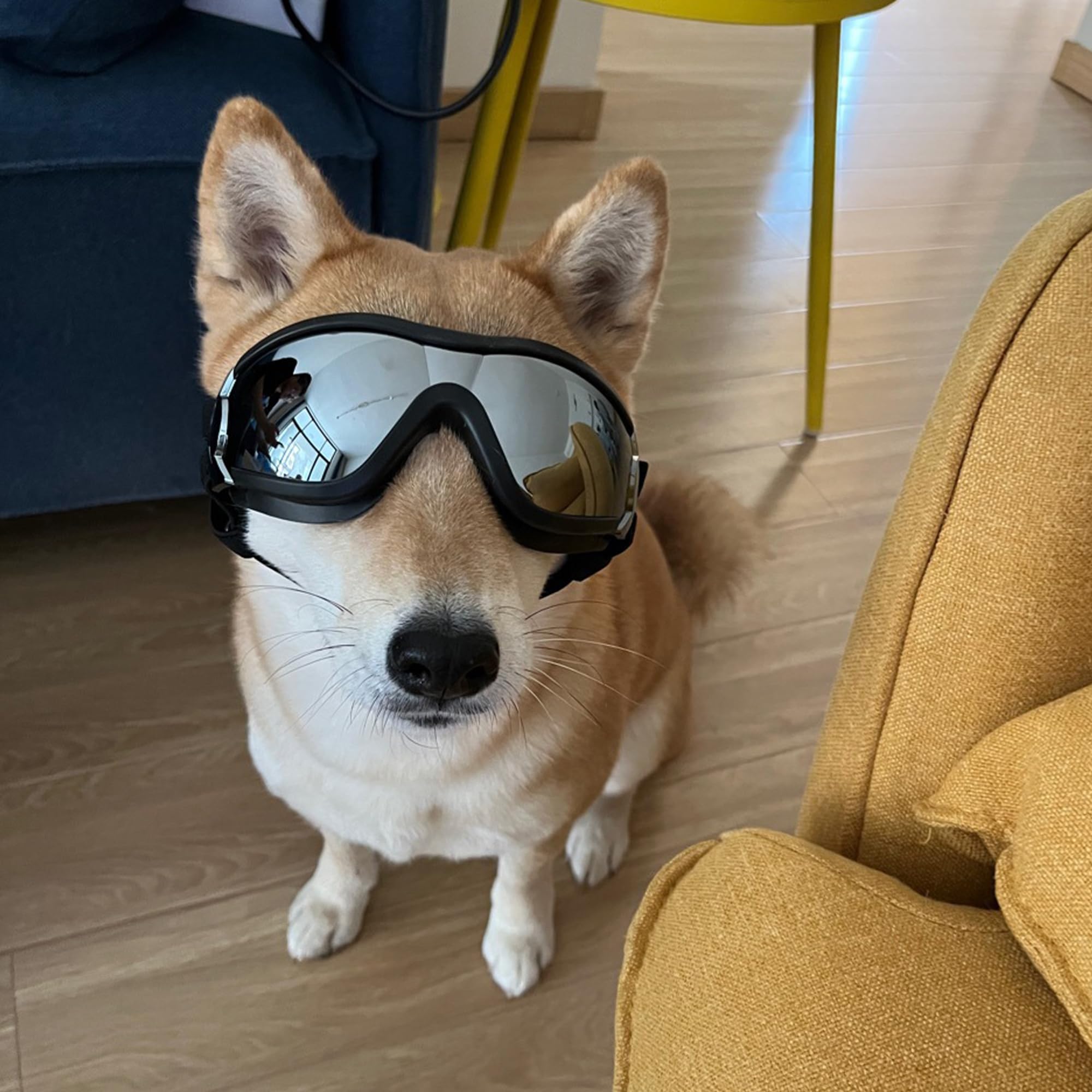 Muejjur dog sunglasses at beach showing waterproof and windproof features.