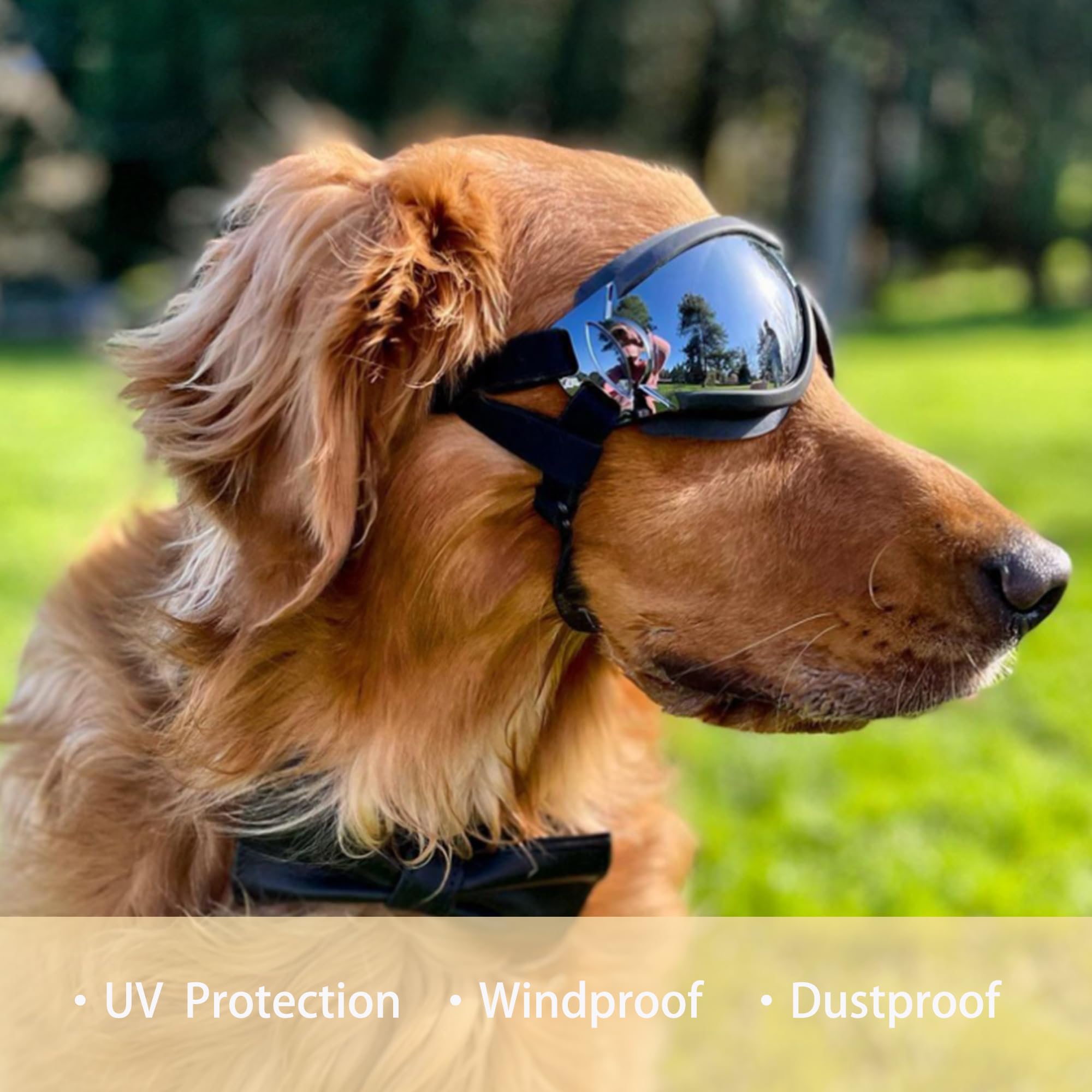 Muejjur dog sunglasses on a walking dog during sunny excursion.