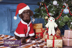 Multipet Lambchop 7-inch size toy for small to medium dogs.