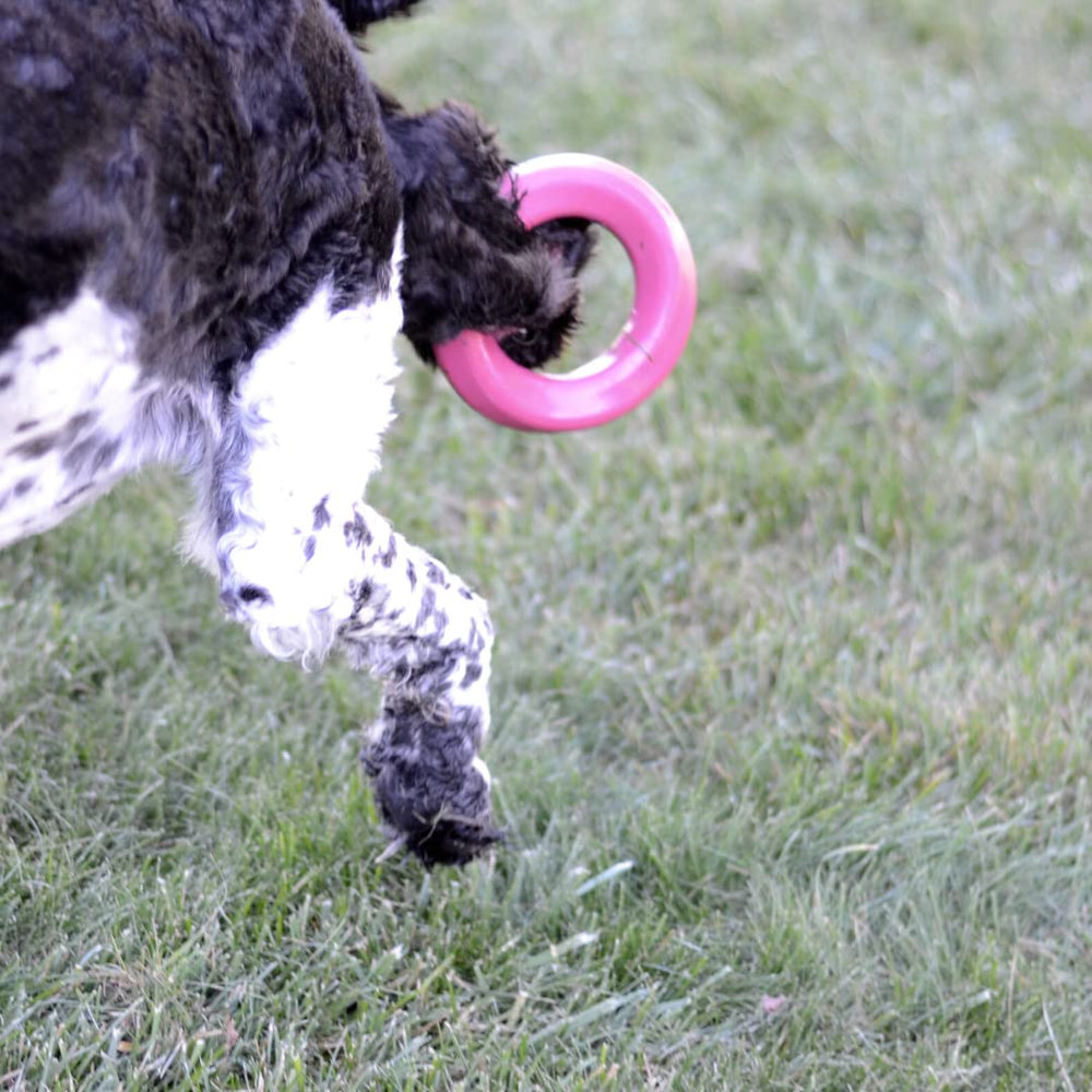 Mutty Dog Chew Ring in action with a playful pup demonstrates focused play.