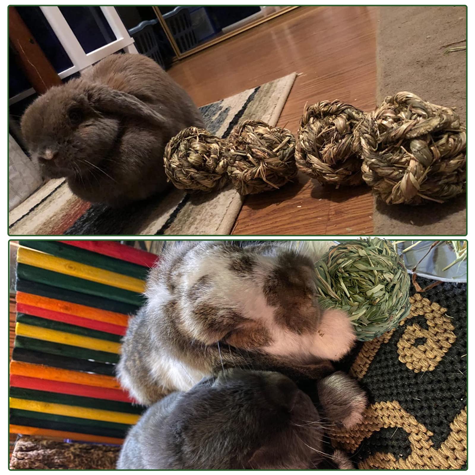 MUYG gerbil guinea pig teeth chew closeup shows safe material.