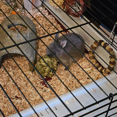 MUYG small animal chew ball pack shows six balls for ongoing chewing.