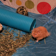 MUYG small animal tunnel ready for easy assembly and quick setup.