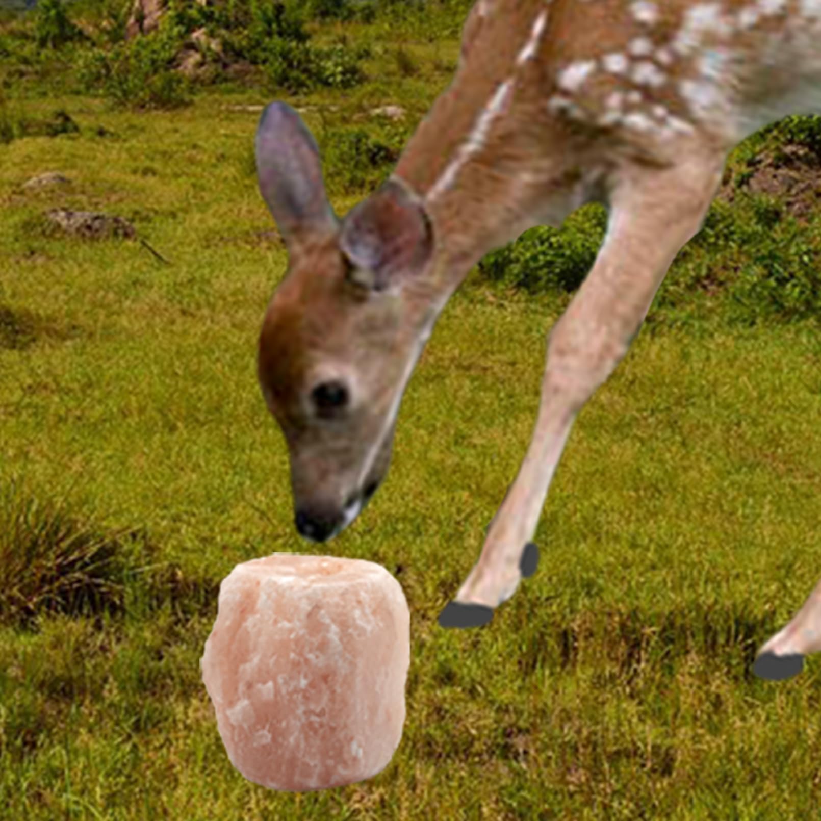 MUYG two-pack Himalayan salt licks ensures long-lasting mineral access for herd.
