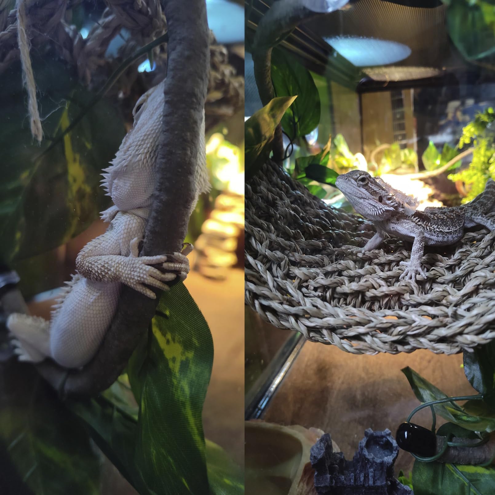 MUYG bearded dragon environment enhances enrichment with varied textures.