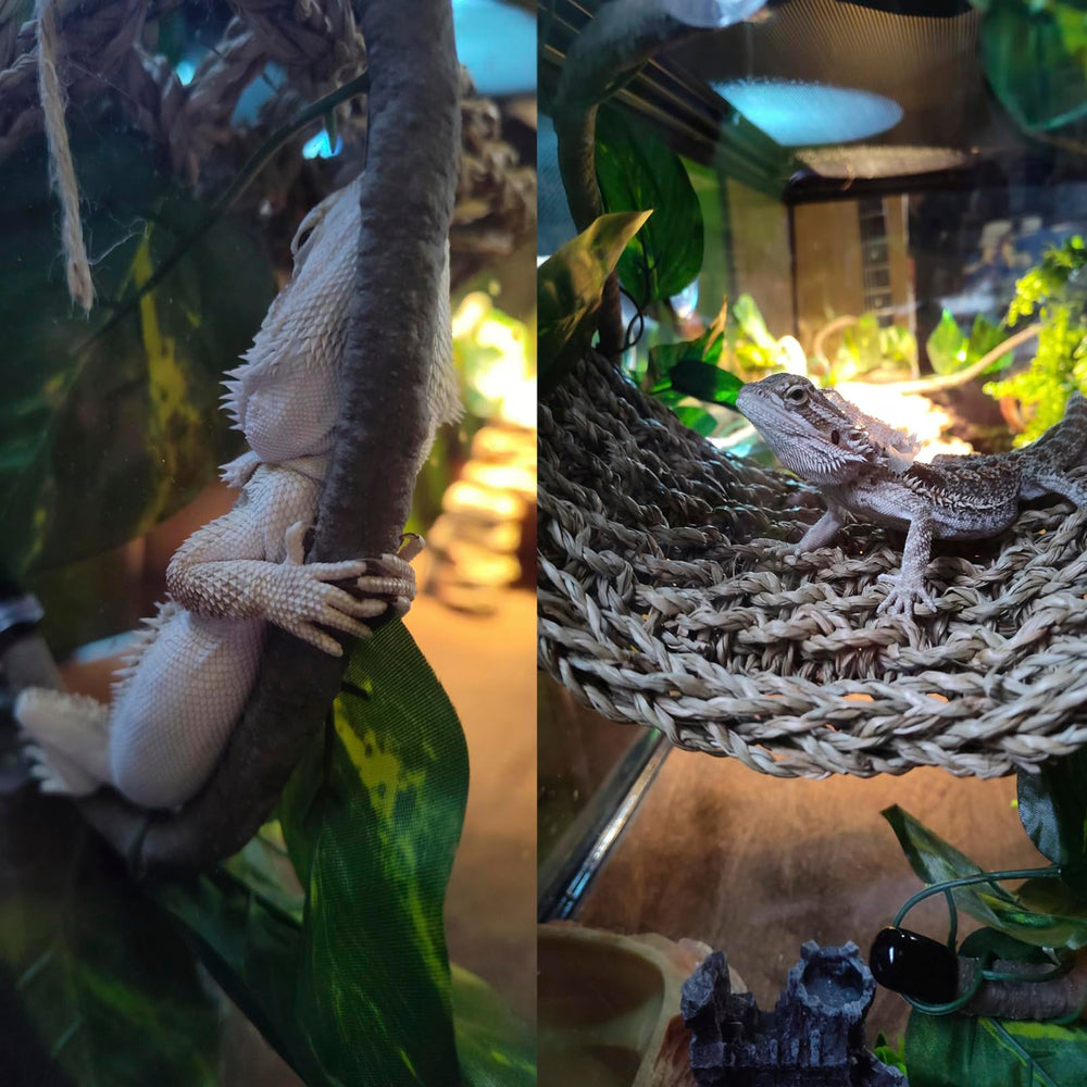 MUYG bearded dragon environment enhances enrichment with varied textures.