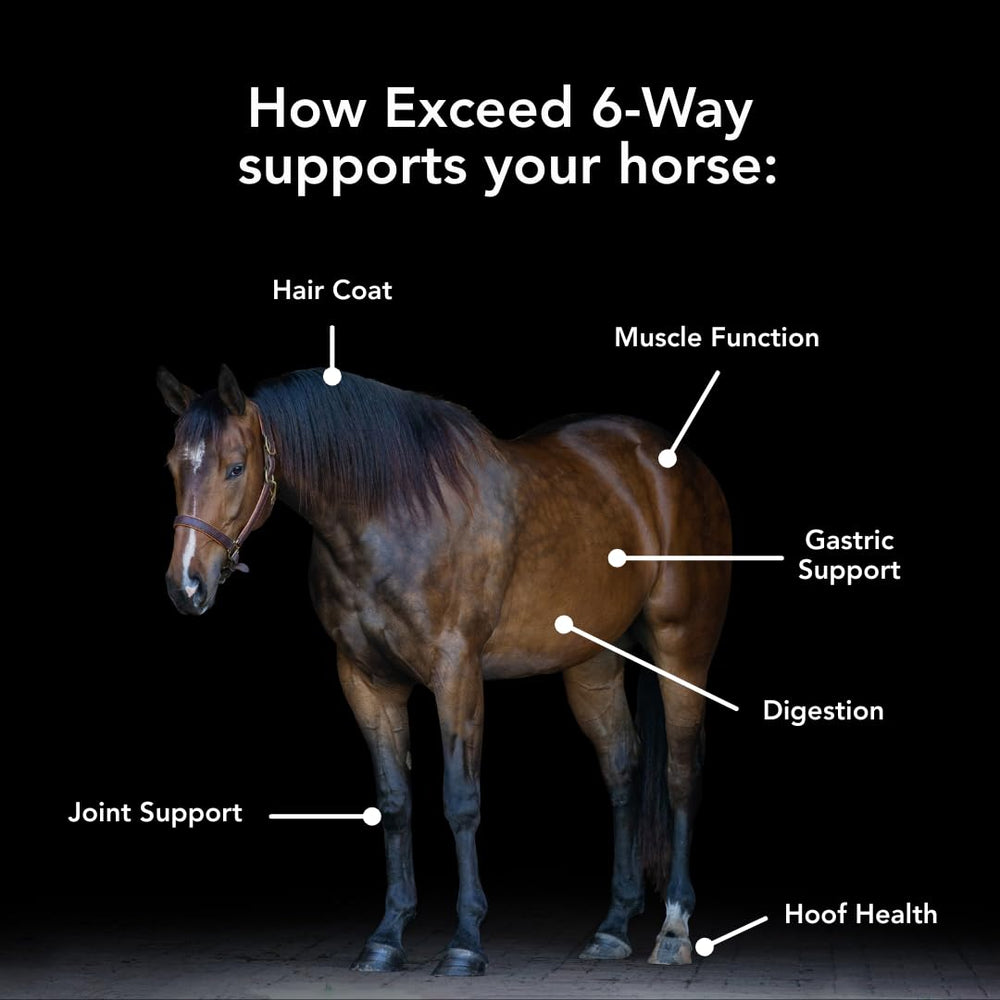 MVP Exceed 6-Way joint-support image highlights potential mobility during workouts