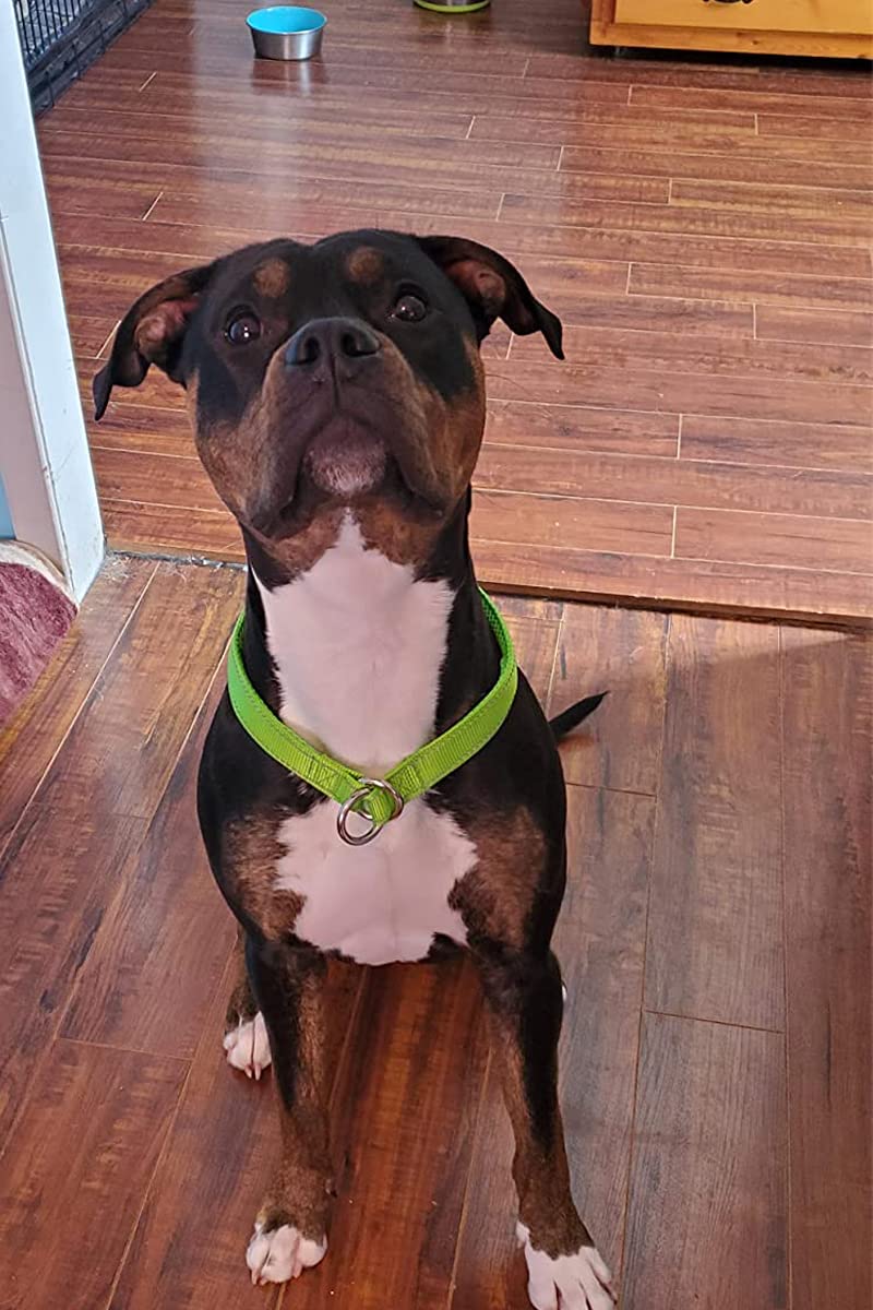 Mycicy active dog wearing collar during walk for training