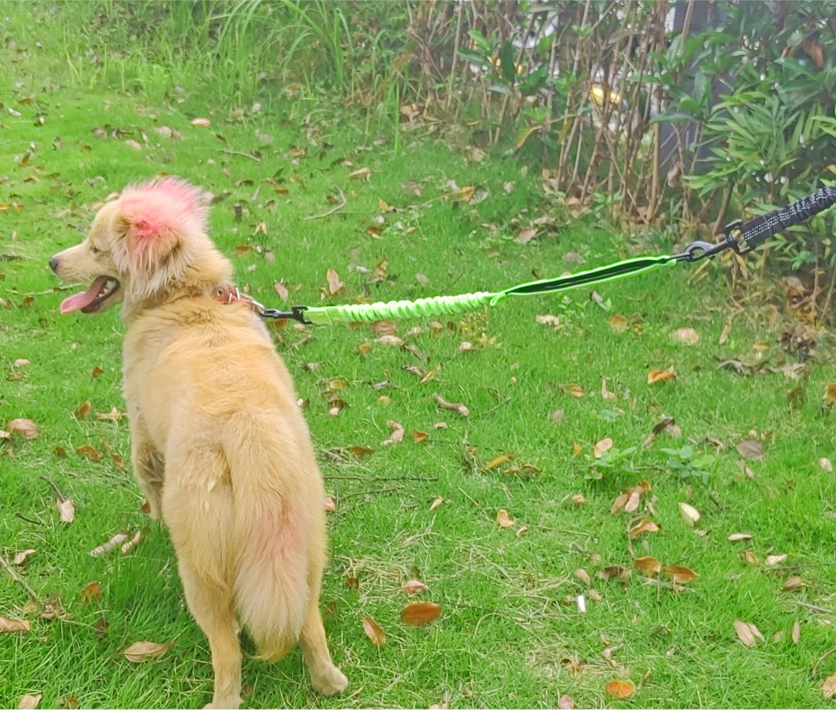 Mycicy bungee leash extender turquoise color adds stylish, visible walks