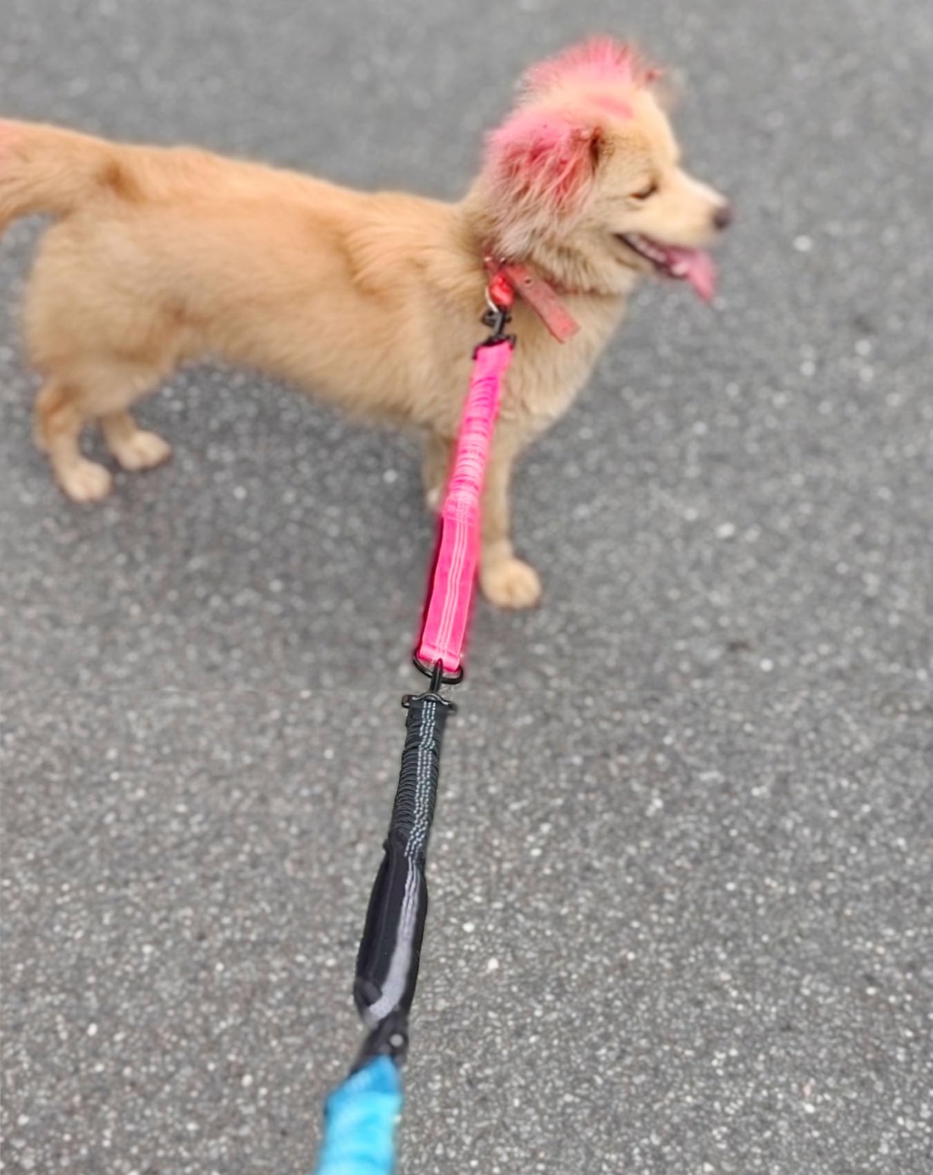 Mycicy bungee leash extender durable design for long lasting leash compatibility