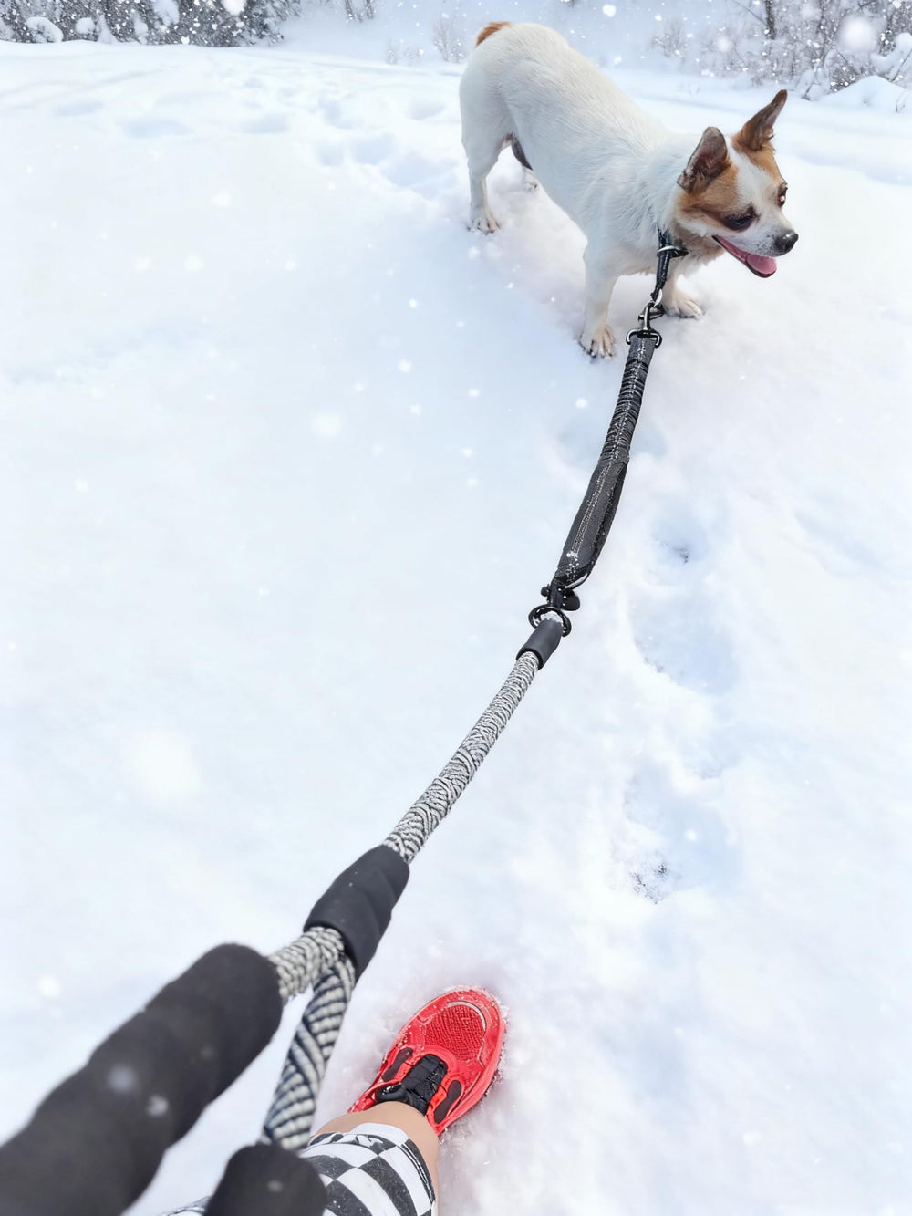 Mycicy bungee leash extender uses heavy-duty metal hooks for secure attachments