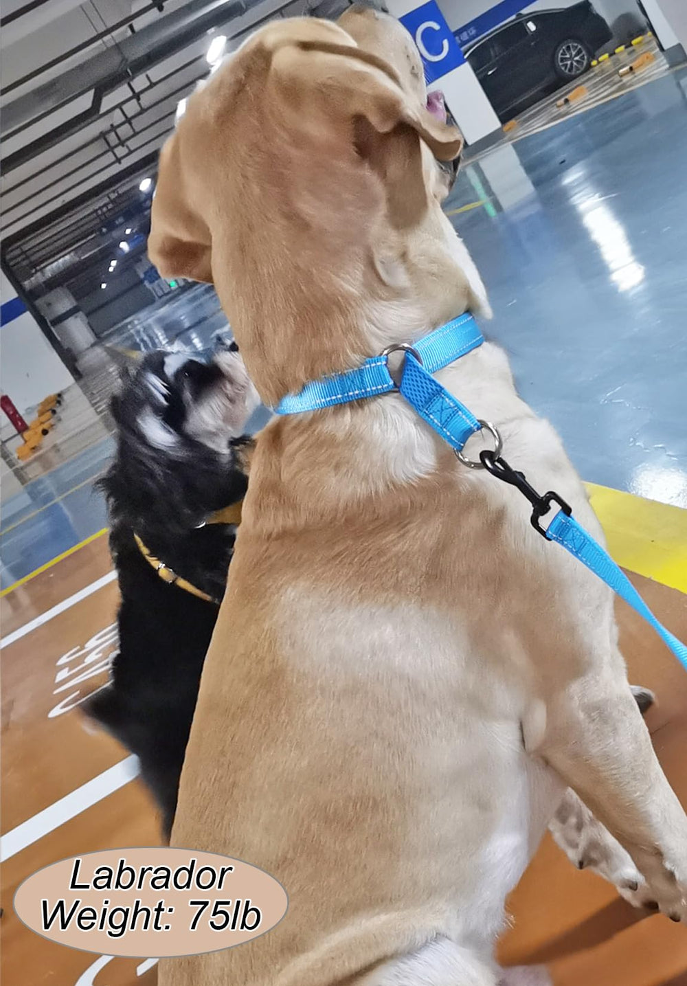 Mycicy stylish soft training collar on a fashionable dog