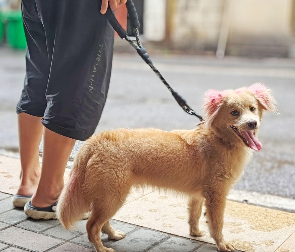 Mycicy leash with 1/2 inch diameter for steady control.