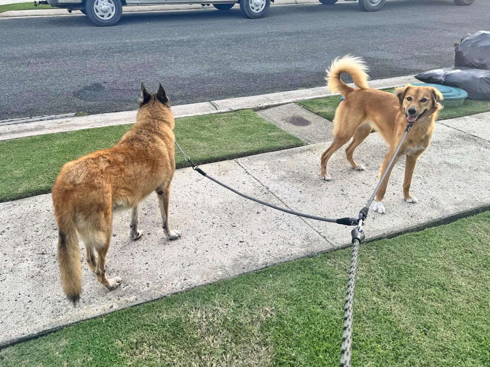Mycicy heavy-duty dual leash for two dogs over 40 lbs each provides secure control.