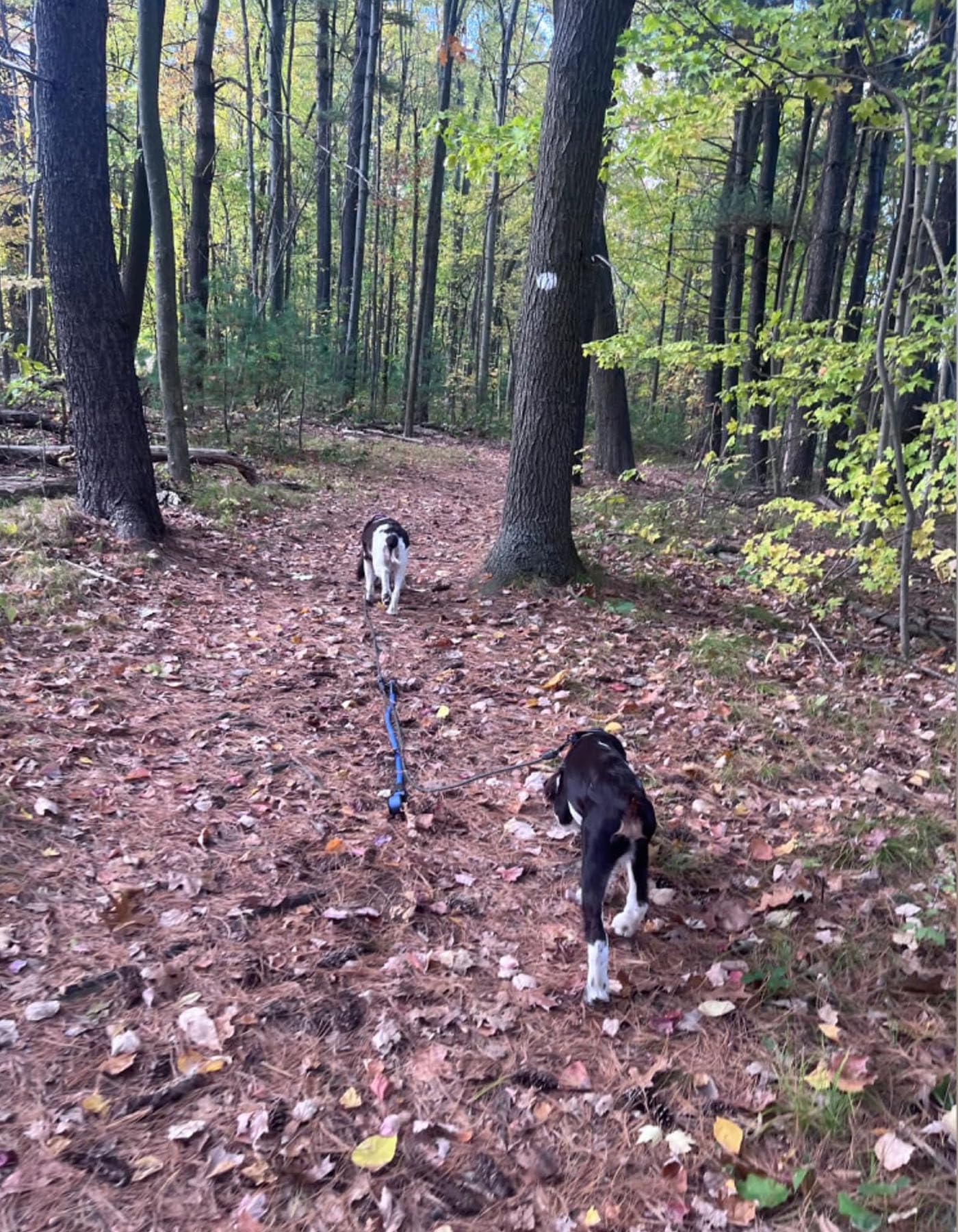 Mycicy leash coupler keeps dogs in sync on hikes.