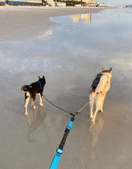 Mycicy no-tangle swivel clasp prevents twists during walks.
