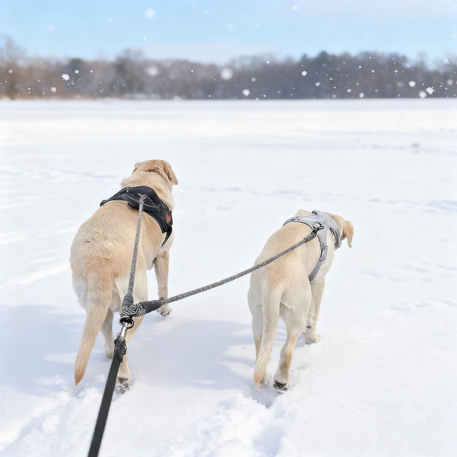 Mycicy two-dogs-walk setup simplifies daily strolls with two dogs.