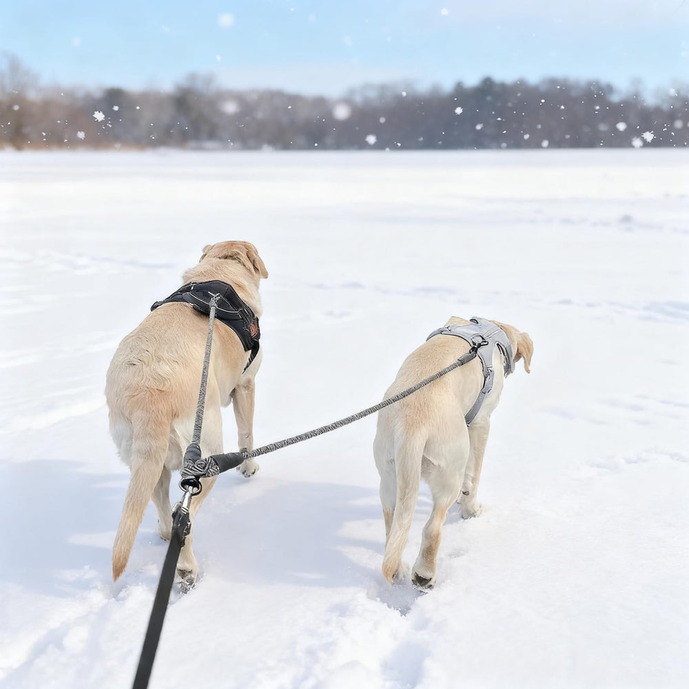 Mycicy two-dogs-walk setup simplifies daily strolls with two dogs.