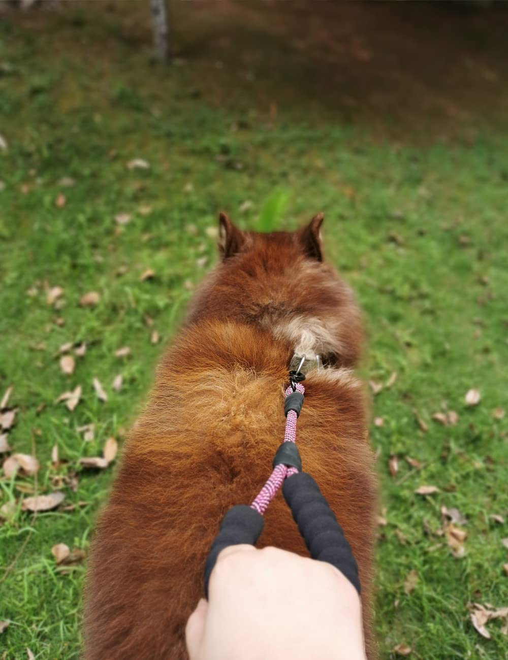 Mycicy vibrant pink leash complements everyday training gear.