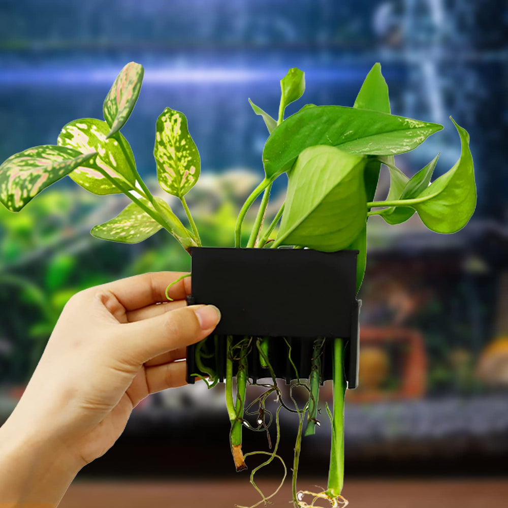 MyfatBOSS aquarium plant holder nutrient-uptake design supports plant roots and water health.