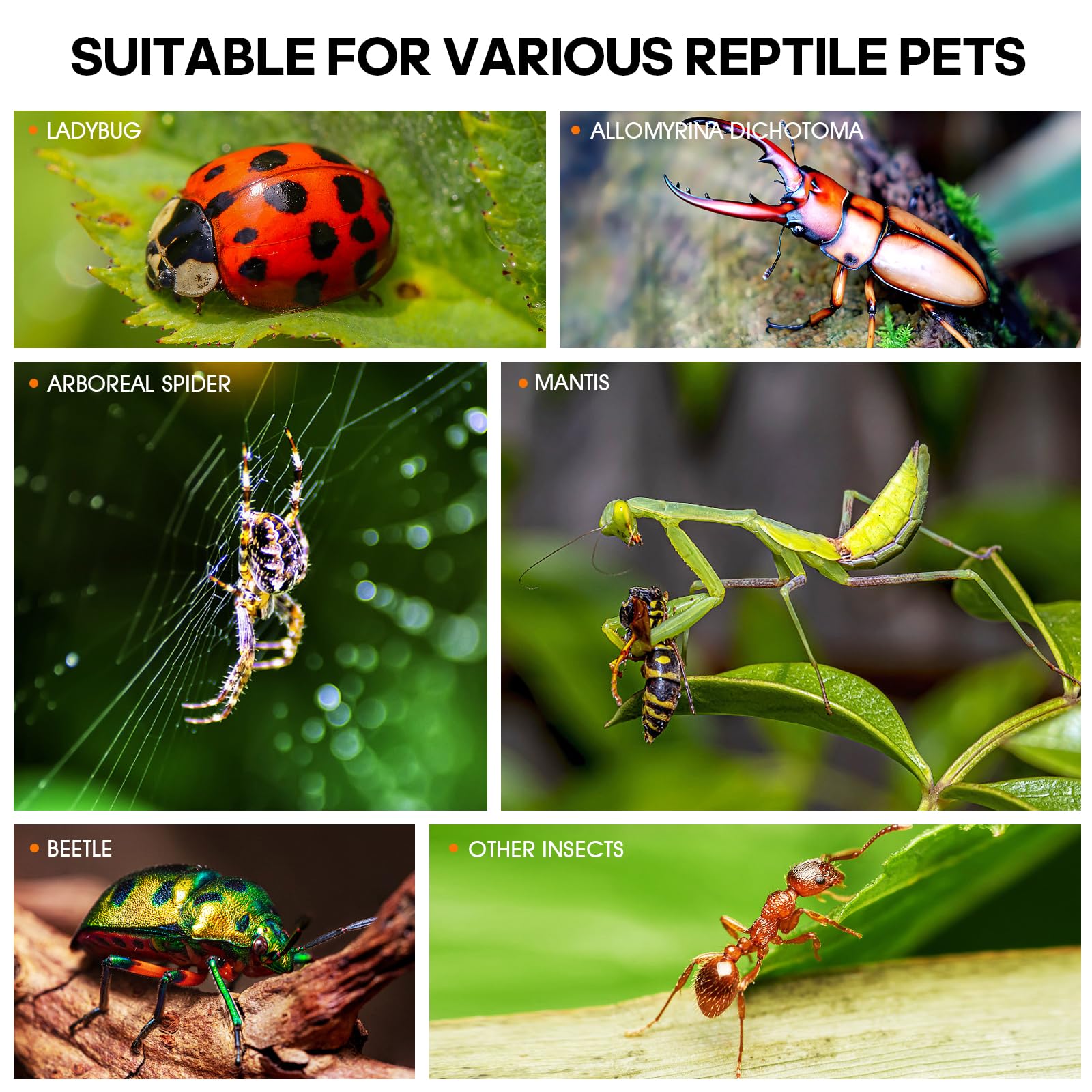 MYGIIKAKA compact 3x3x6 inch habitat offers close-up observation