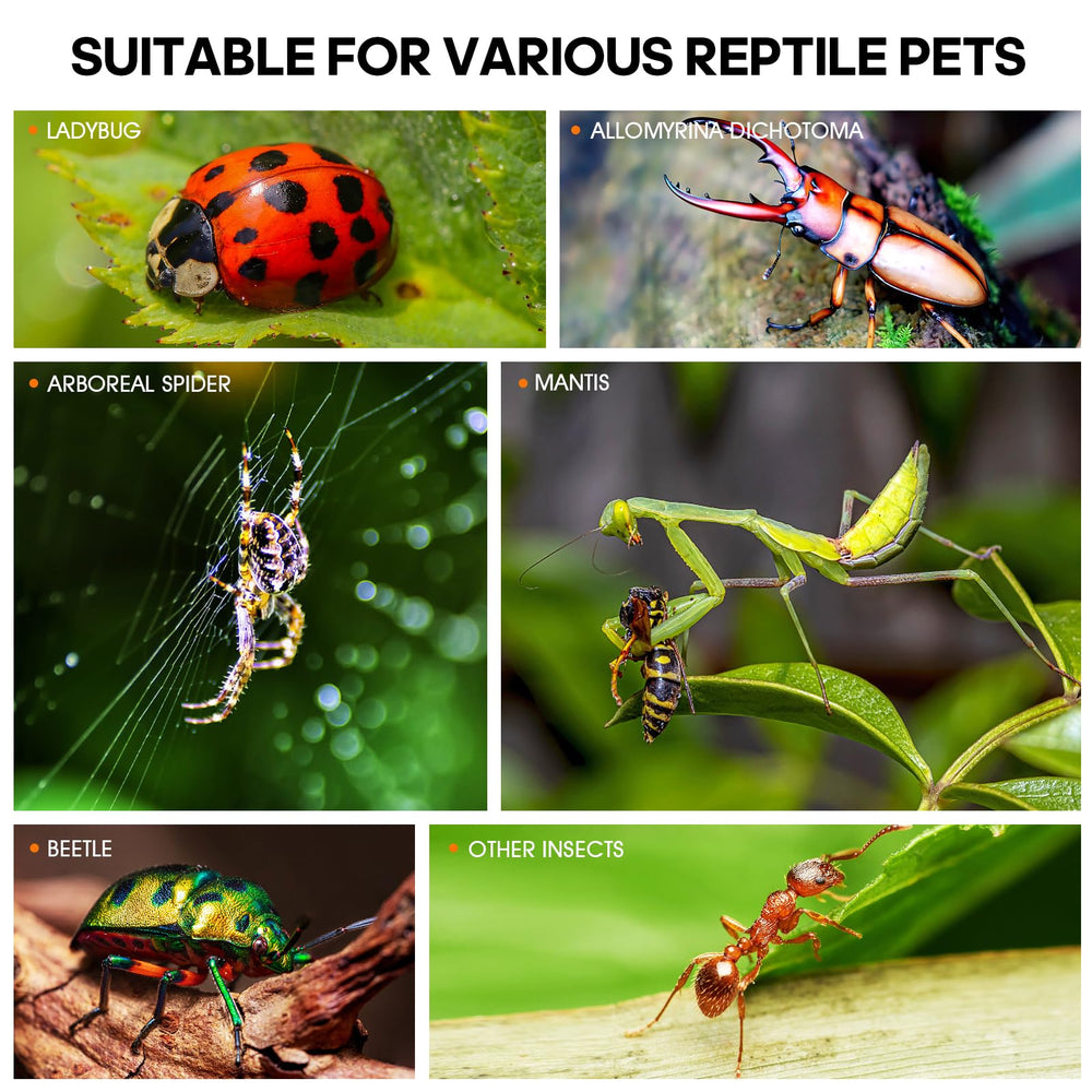 MYGIIKAKA compact 3x3x6 inch habitat offers close-up observation