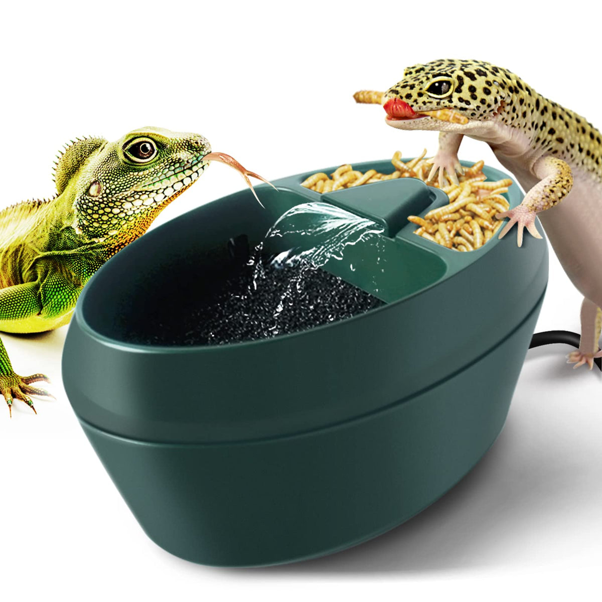MYGIIKAKA drinking fountain lizard drinks from waterfall-style flow for hydration