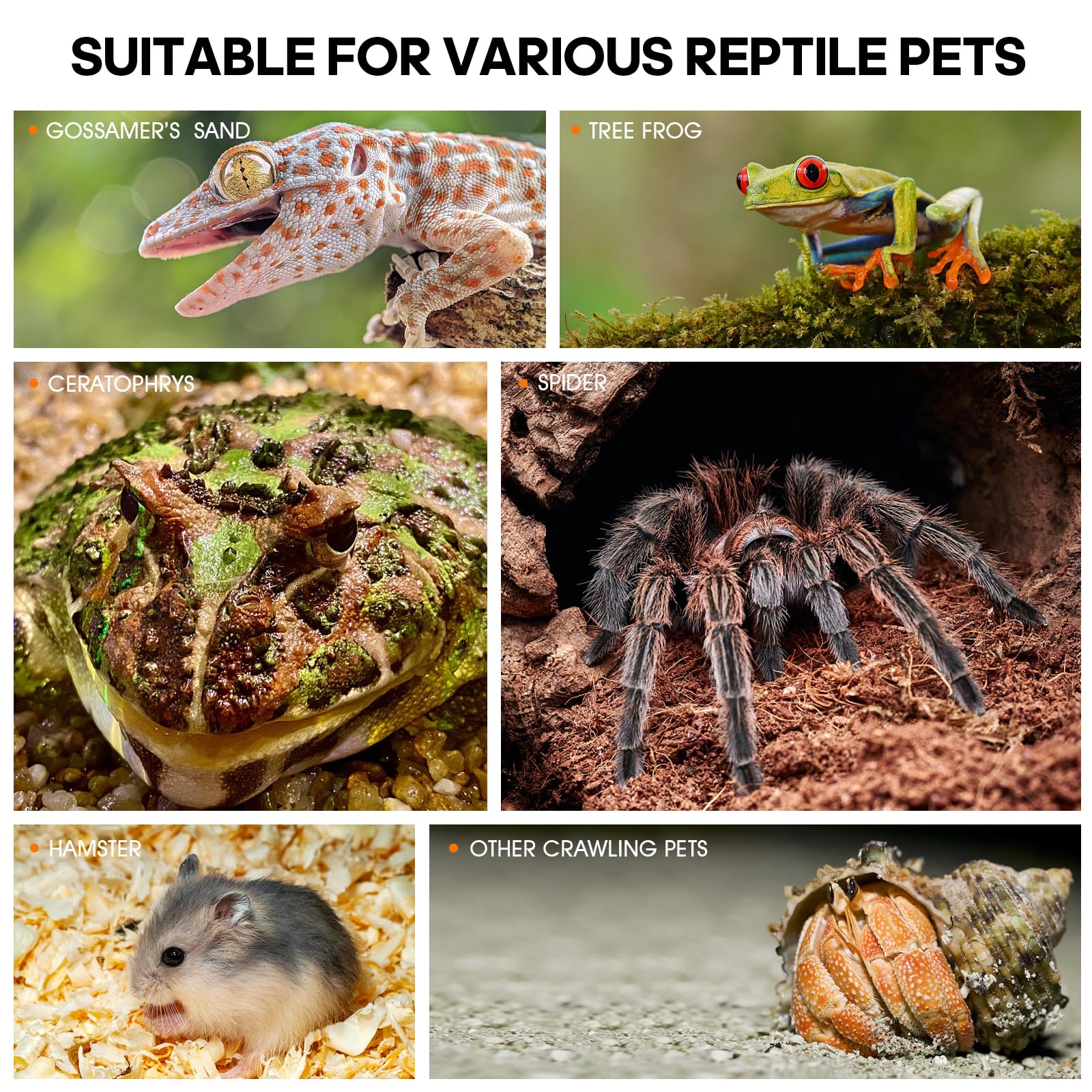 MYGIIKAKA clear-view enclosure highlights tiny movements and behaviors.