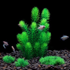 MyLifeUNIT aquarium plants closeup of soft leaves highlighting fish-friendly design