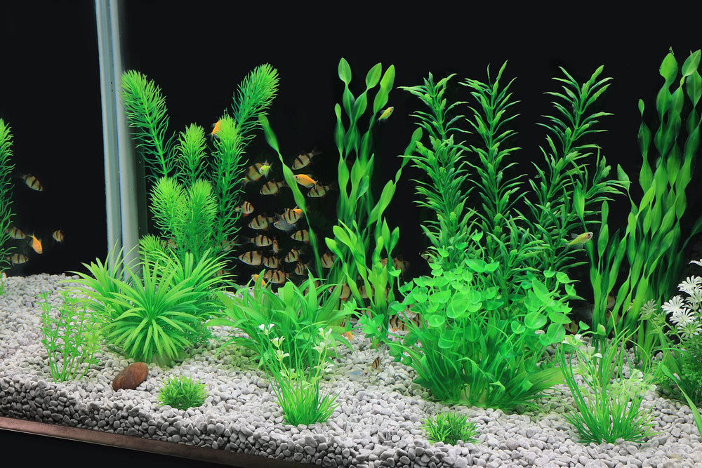 MyLifeUNIT dense-green plants closeup shows vibrant color for bright tank accents.