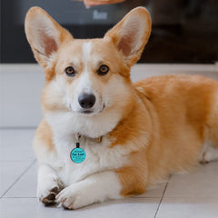 MYLUCKTAG QR code activates a free pet profile with photos and details