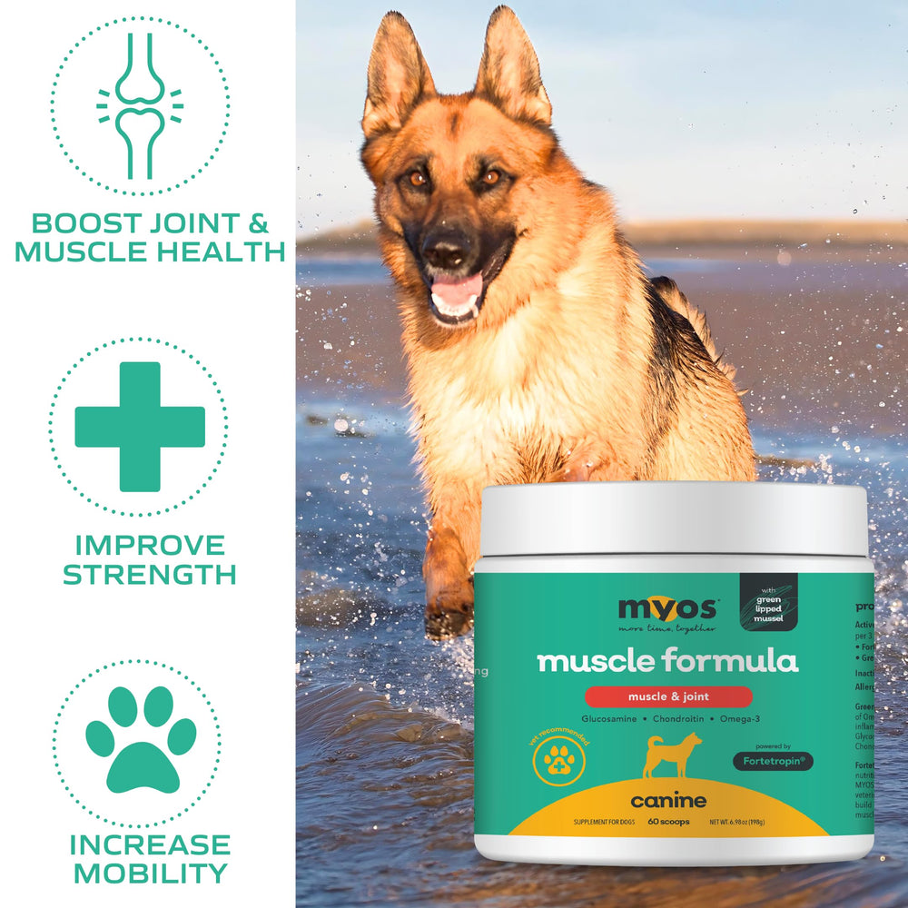 MYOS Canine Muscle Formula Fortetropin ingredient portrait for muscle recovery potential