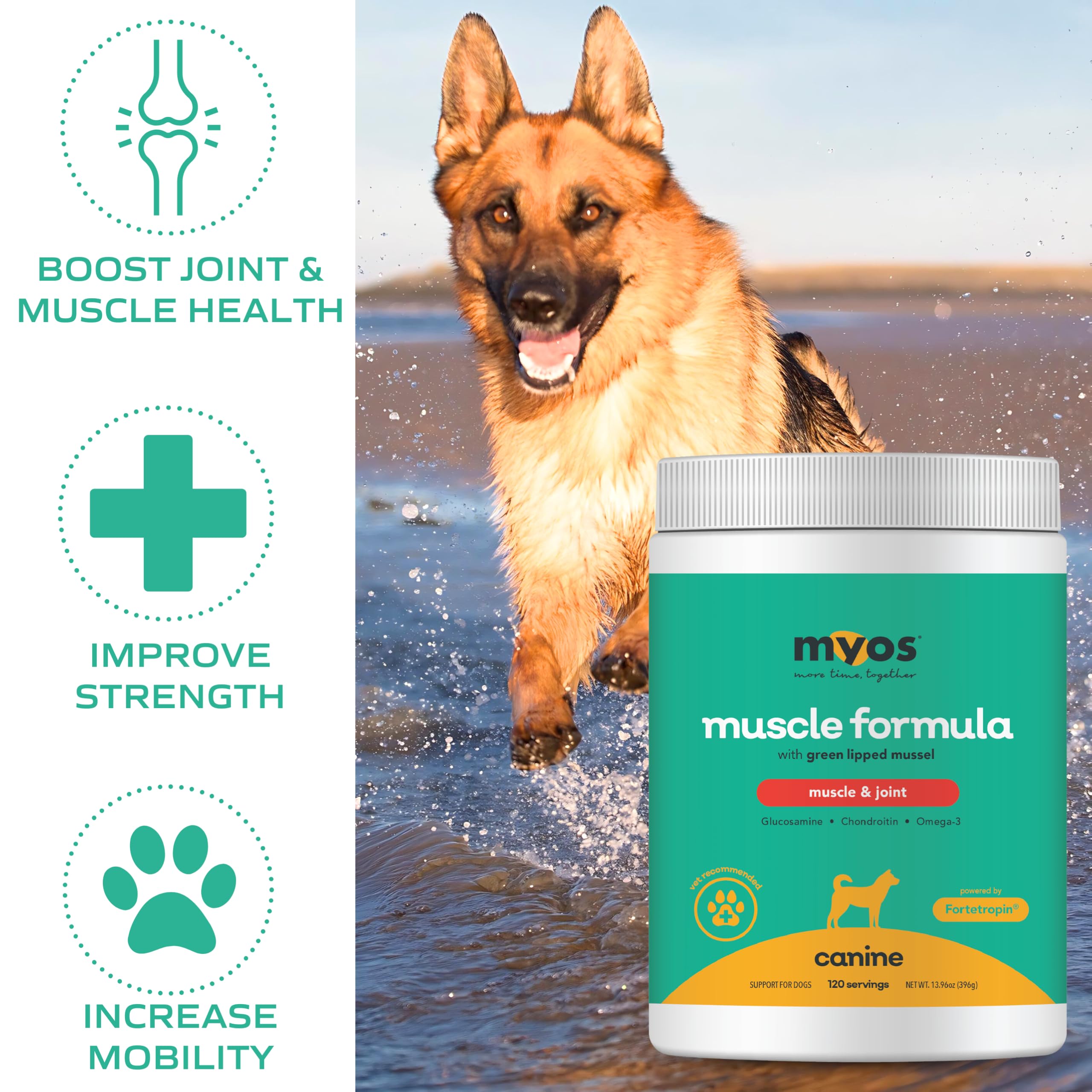 MYOS CANINE MUSCLE FORMULA green-lipped-mussel ingredient image shows natural joint support for dogs.