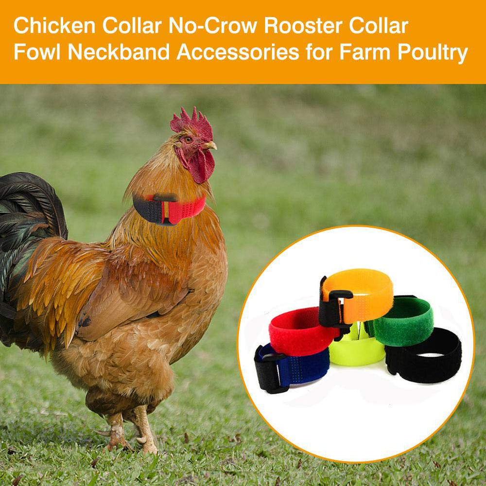 N-A Upgrade Anti Crow Rooster Collar on a rooster neck shows gentle fit for daytime quieting.