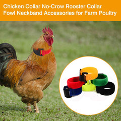 N-A Upgrade Anti Crow Rooster Collar on a rooster neck shows gentle fit for daytime quieting.