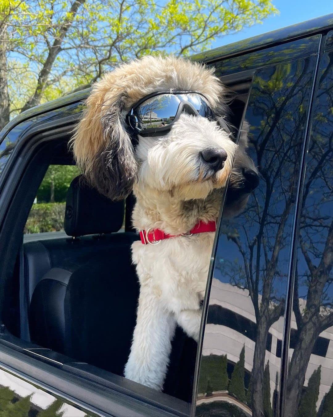 NAMSAN dog goggles meet UV standards and reduce glare on bright days.