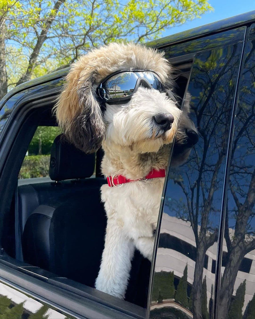 NAMSAN dog goggles meet UV standards and reduce glare on bright days.