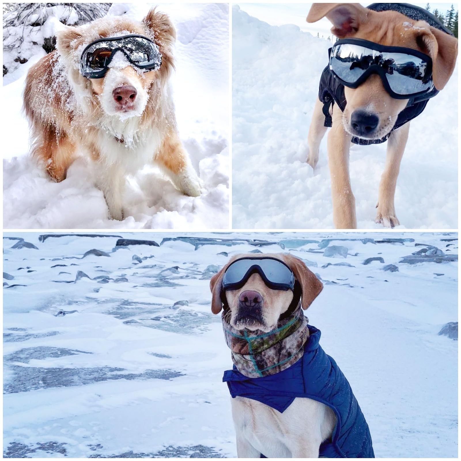 NAMSAN dog goggles designed for wide vision and protection