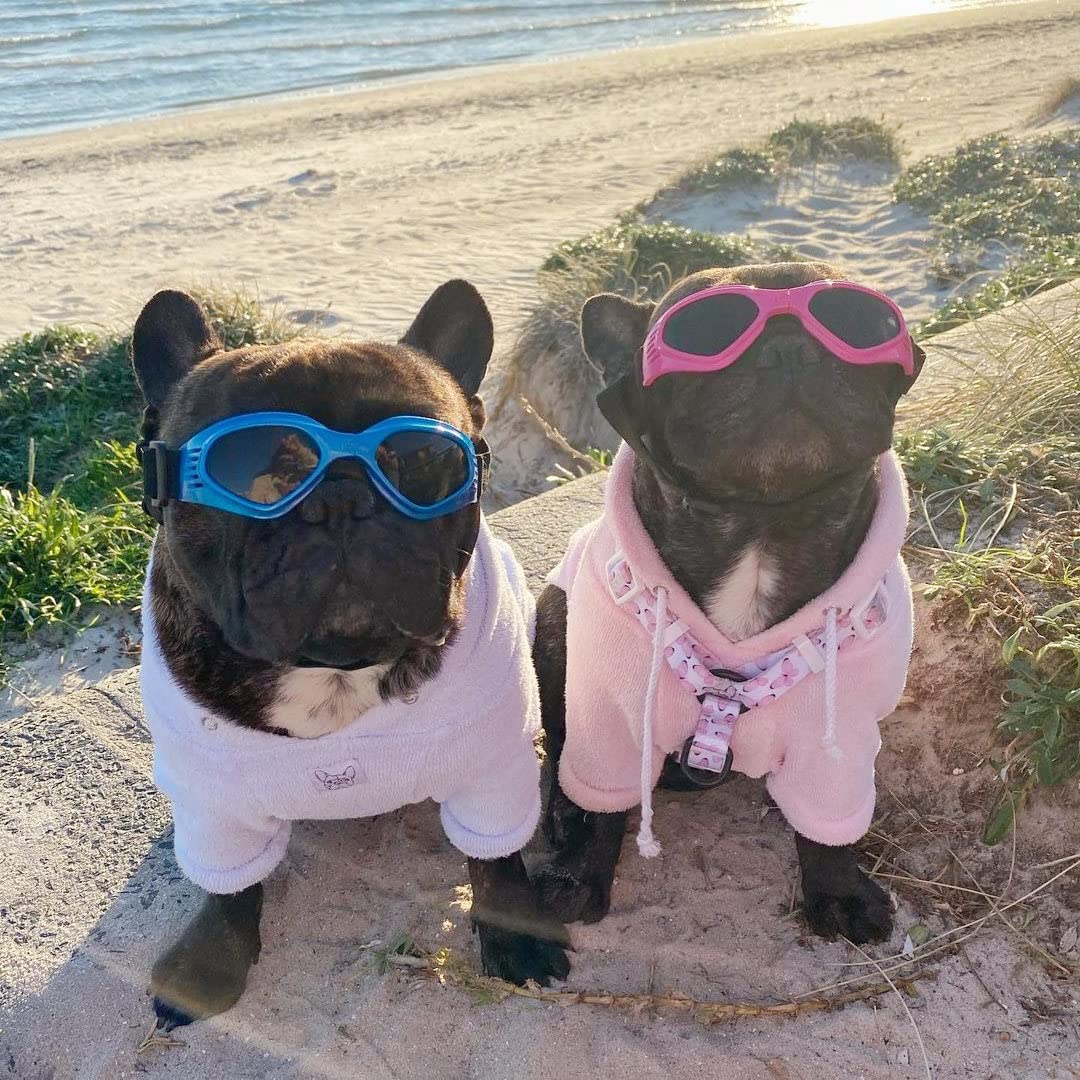 NAMSAN dog sunglasses outdoor-activity ready for skiing or car trips.