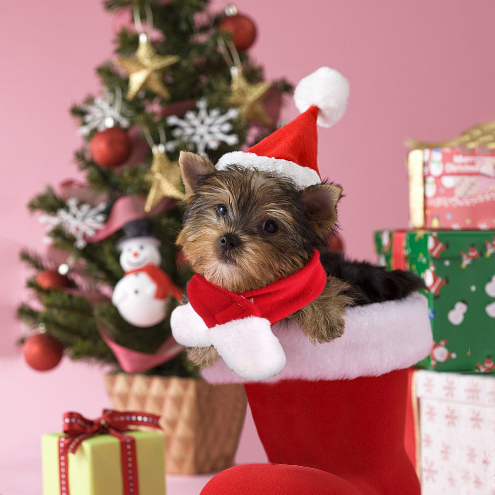 NAMSAN small pet fit and measurement guide for proper sizing