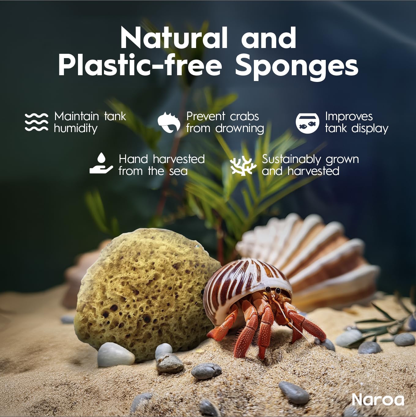 Naroa unbleached sea sponges water dish showing safe hydration use