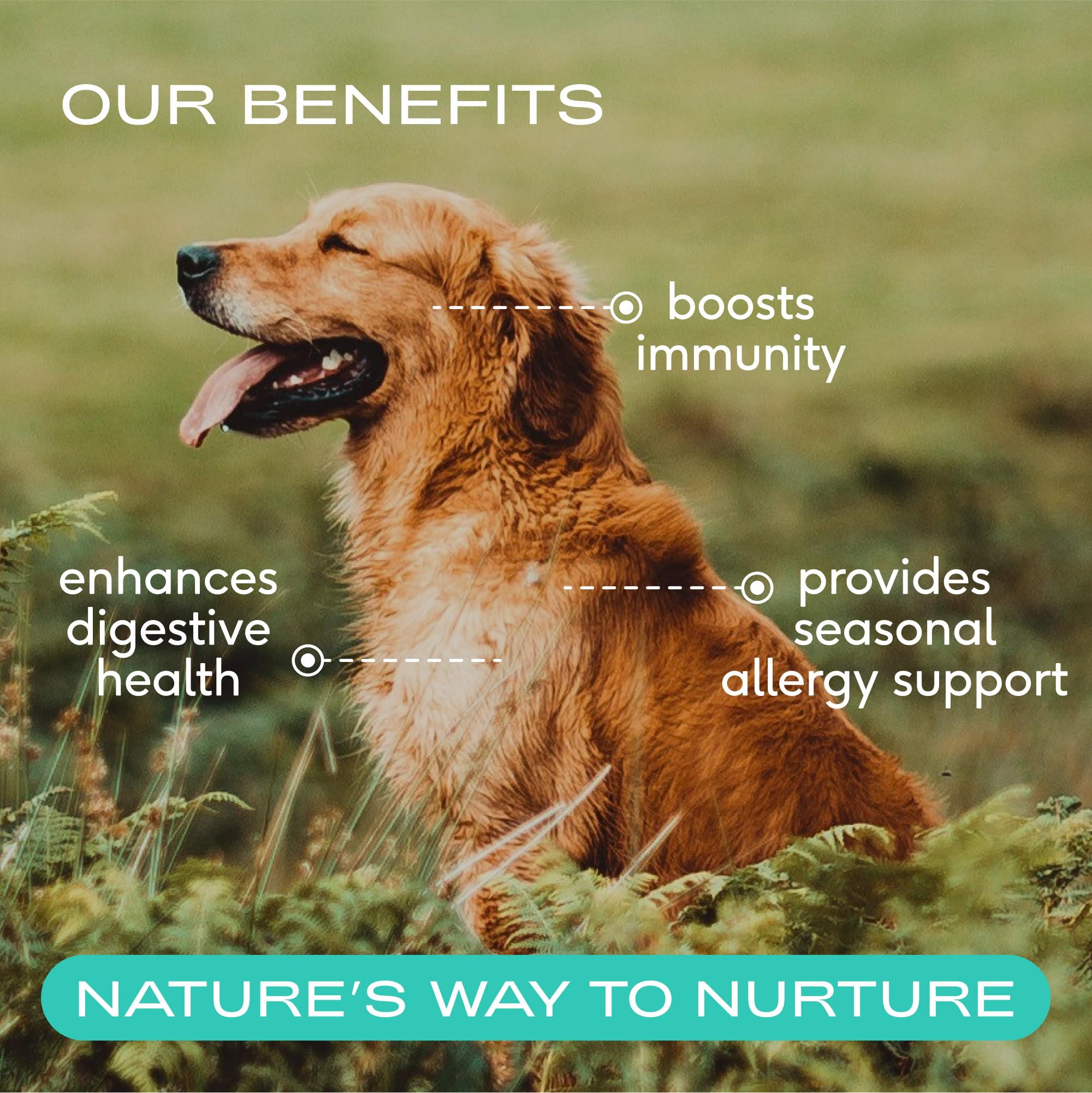 Native Pet Colostrum for Dogs powder scoop highlighting gut health support.