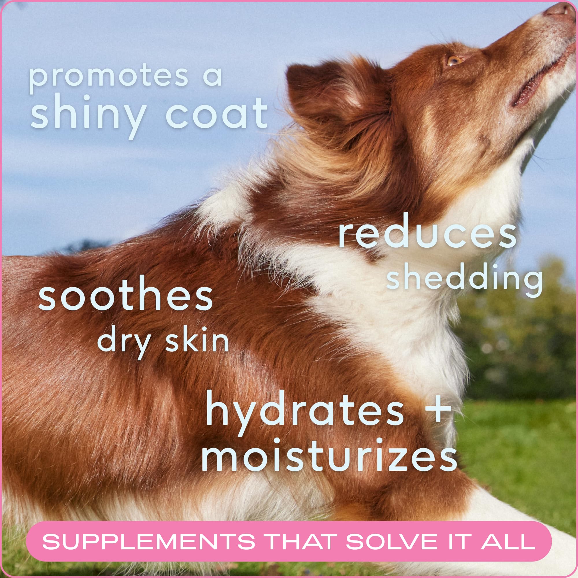 Native Pet Omega Skin chews served in a dish showcase coat-nourishing routine