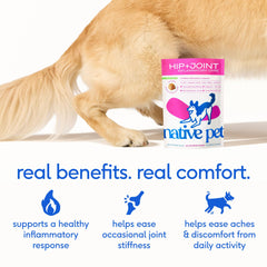 Native Pet Pain Relief for Dogs green-lipped mussel ingredients aid joint comfort